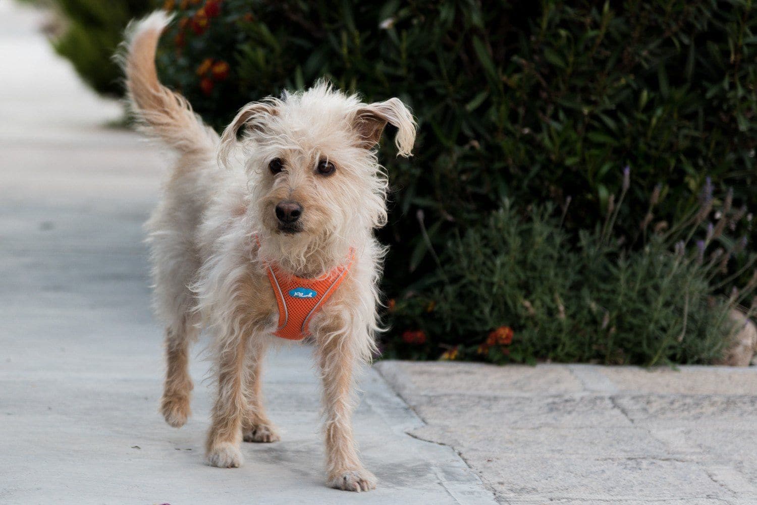 Imagen del producto 36
